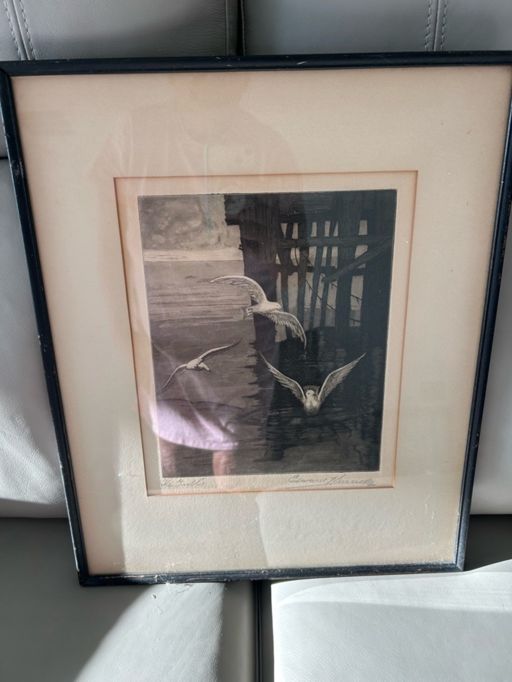 Framed Seagull Print in Black Frame signed Edward Kennedy